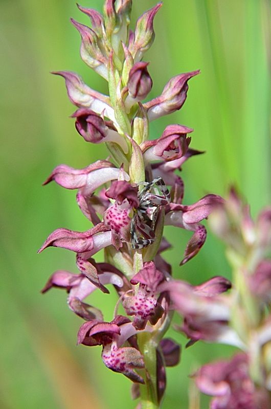 Thomisus onustus  - Caniparola (Bassa val di Magra MS)