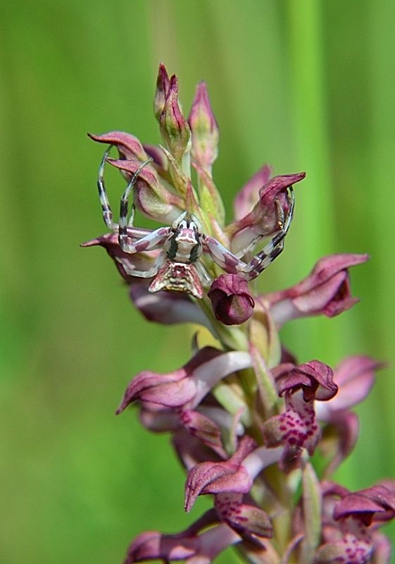 Thomisus onustus  - Caniparola (Bassa val di Magra MS)