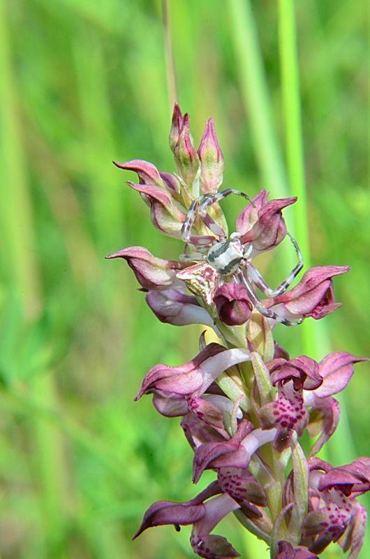 Thomisus onustus  - Caniparola (Bassa val di Magra MS)