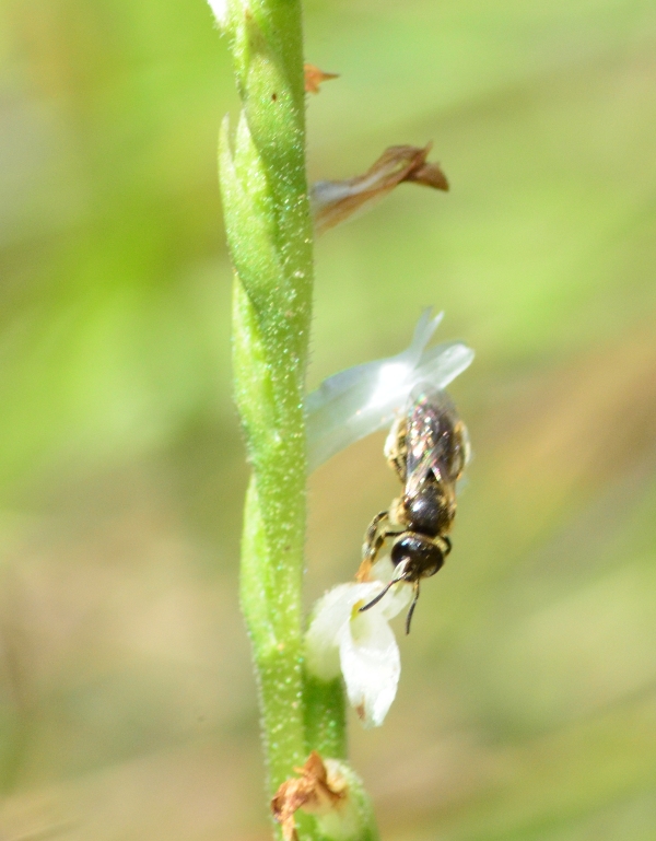 Apidae Halictinae: cfr.  Lasioglossum sp., femmina