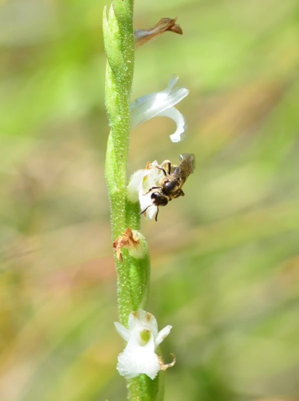 Apidae Halictinae: cfr.  Lasioglossum sp., femmina