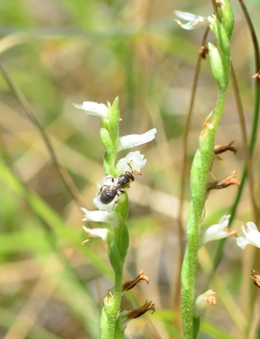 Apidae Halictinae: cfr.  Lasioglossum sp., femmina