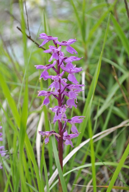 Orchis mascula, pauciflora ...ed  ibrido