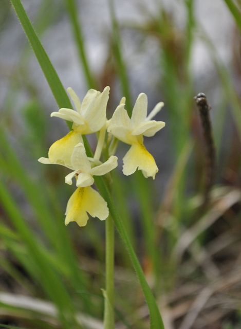 Orchis mascula, pauciflora ...ed  ibrido