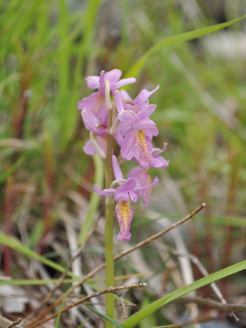 Orchis mascula, pauciflora ...ed  ibrido