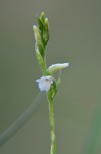 Spiranthes aestivalis