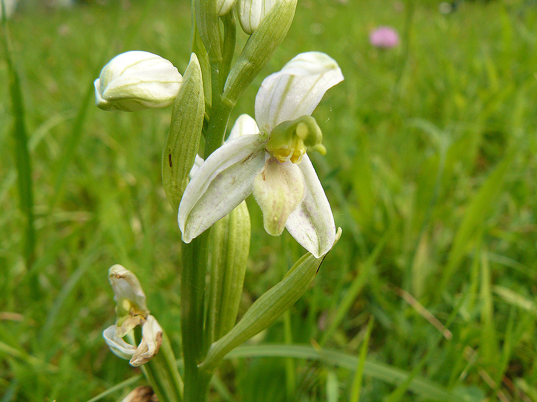 Richiesta determinazionw