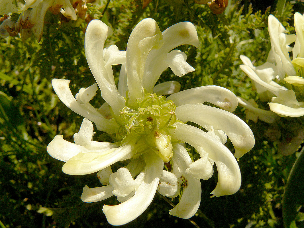 Pedicularis cfr. comosa