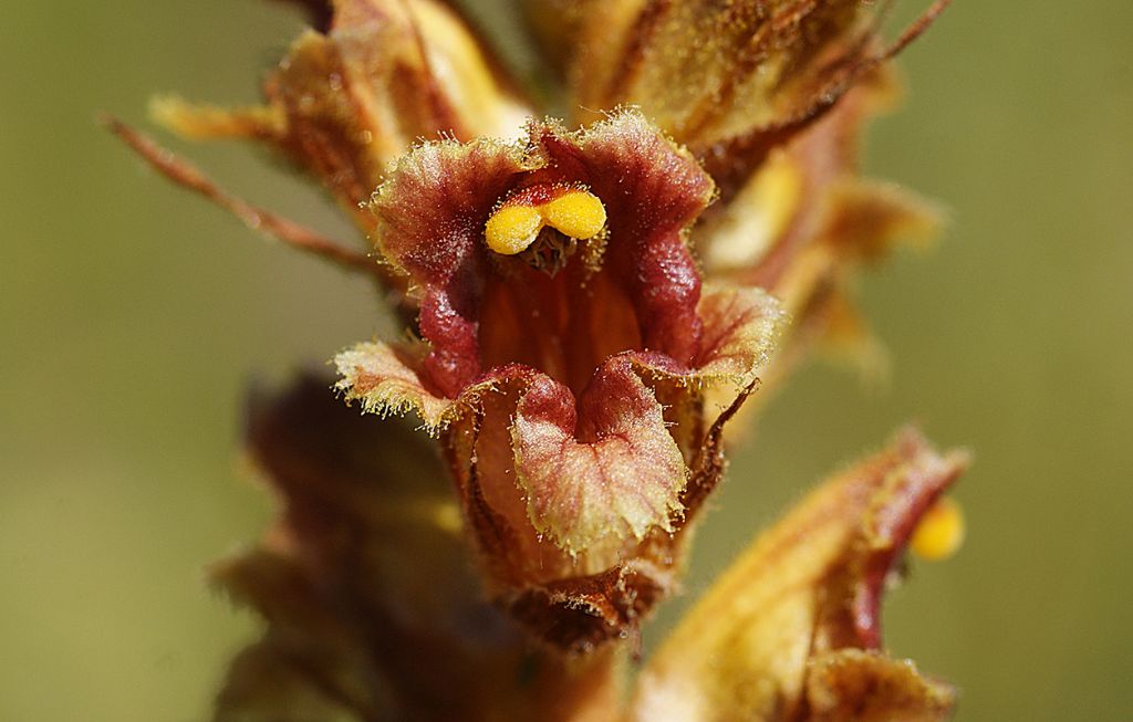 M.te SanVicino, nelle Mrche - Orobanche sp.