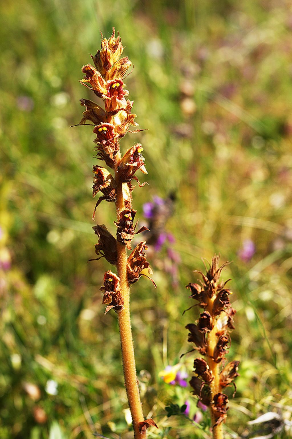 M.te SanVicino, nelle Mrche - Orobanche sp.