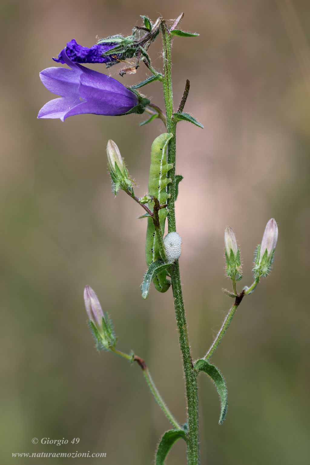 Campanula sibirica / Campanula siberiana