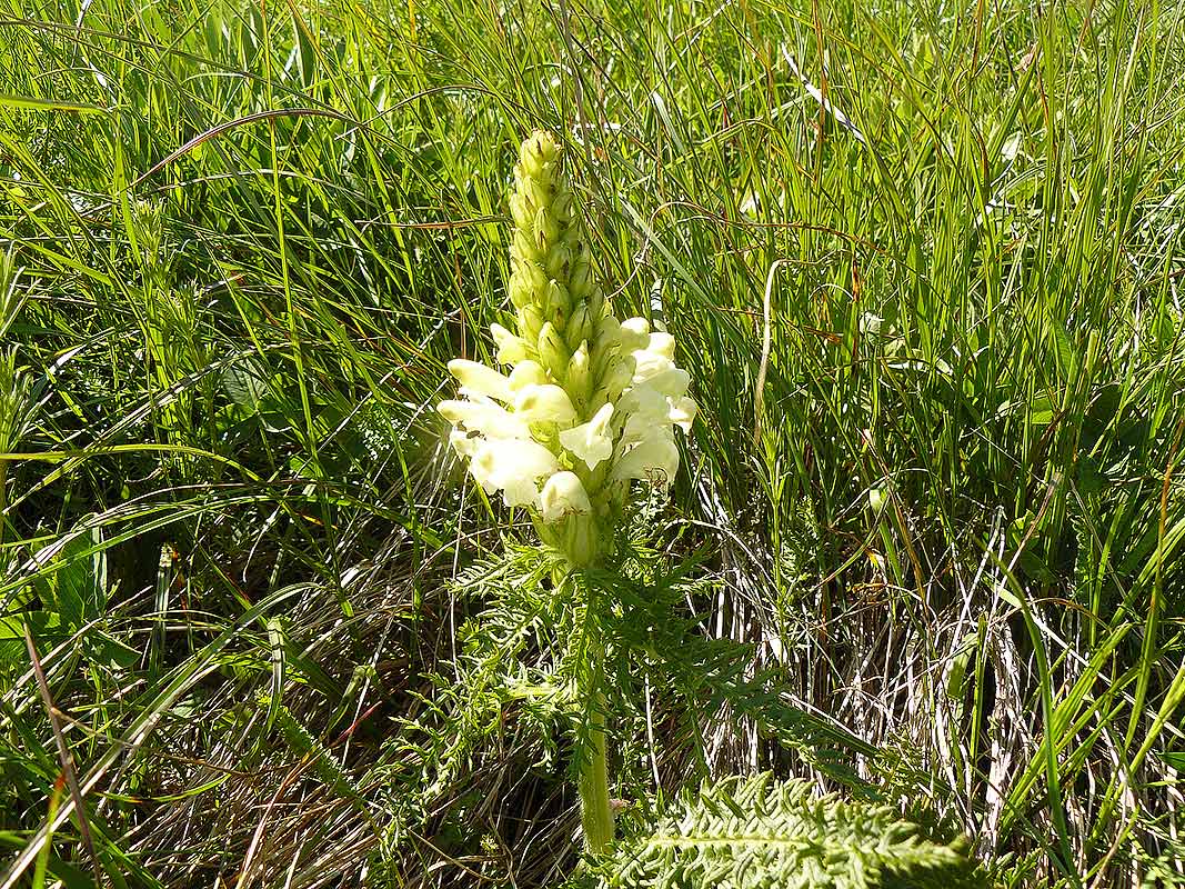 Pedicularis cfr. comosa