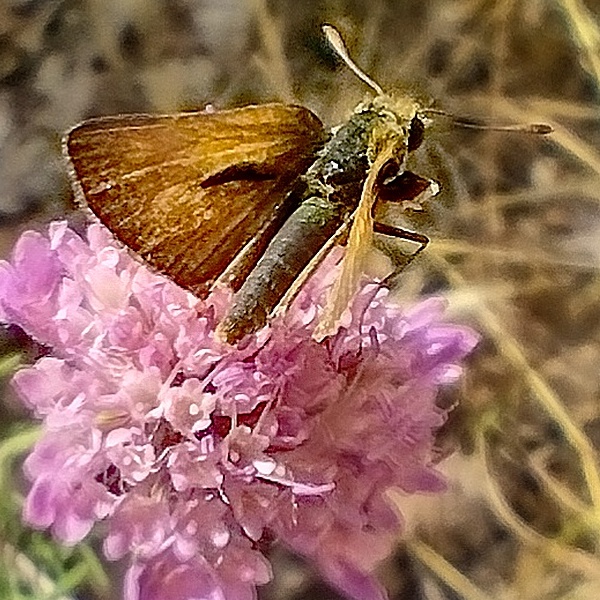 Ochlodes sylvanus - Hesperiidae