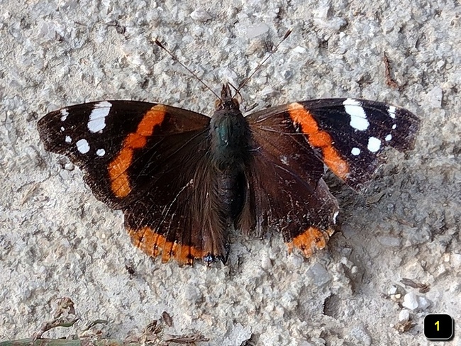 Vanessa atalanta