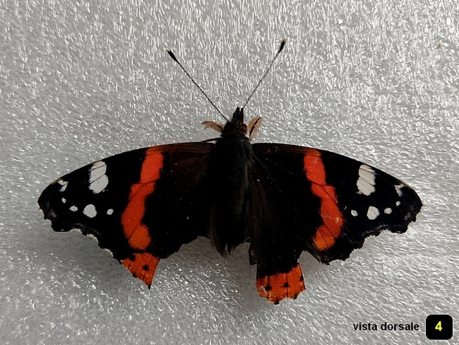 Vanessa atalanta