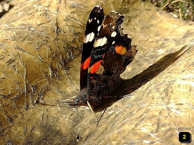 Vanessa atalanta