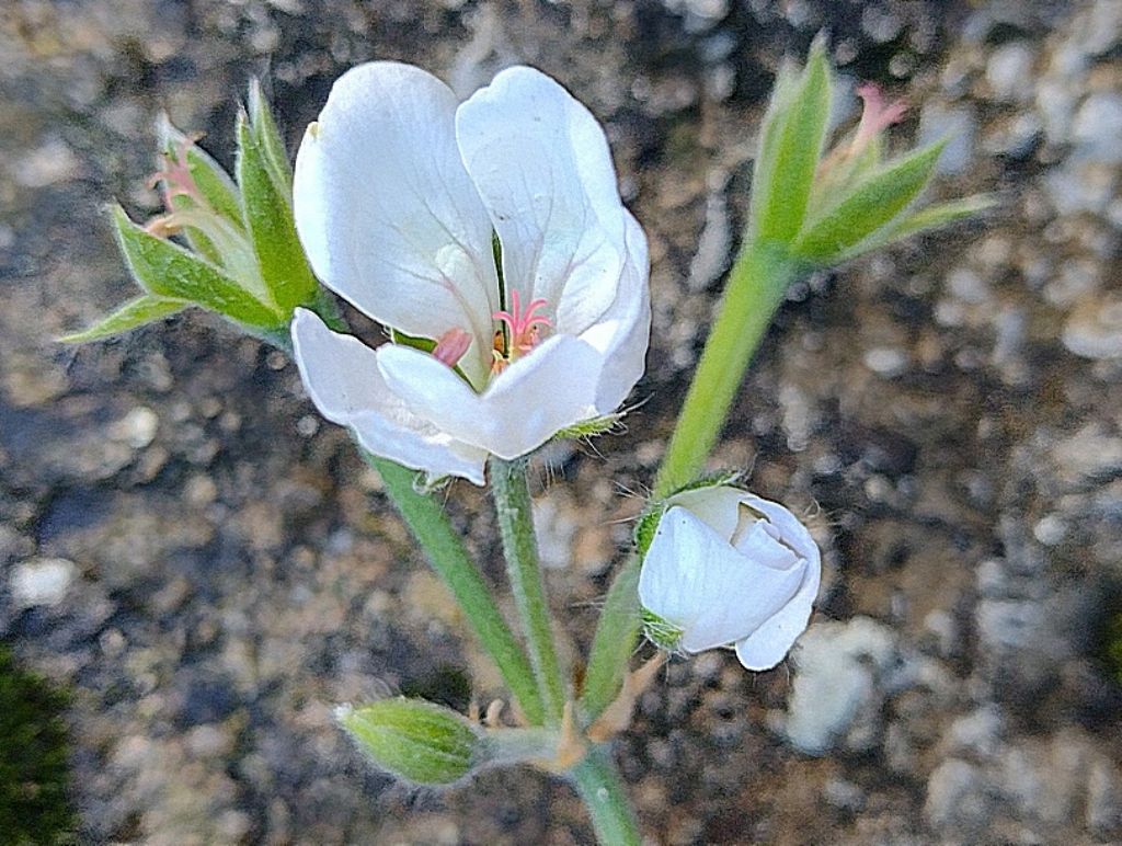 determinazione erbacea