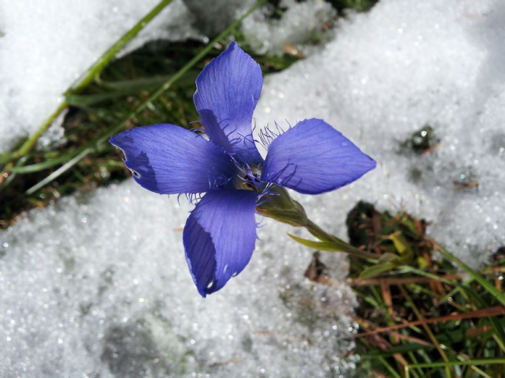 Gentianopsis ciliata