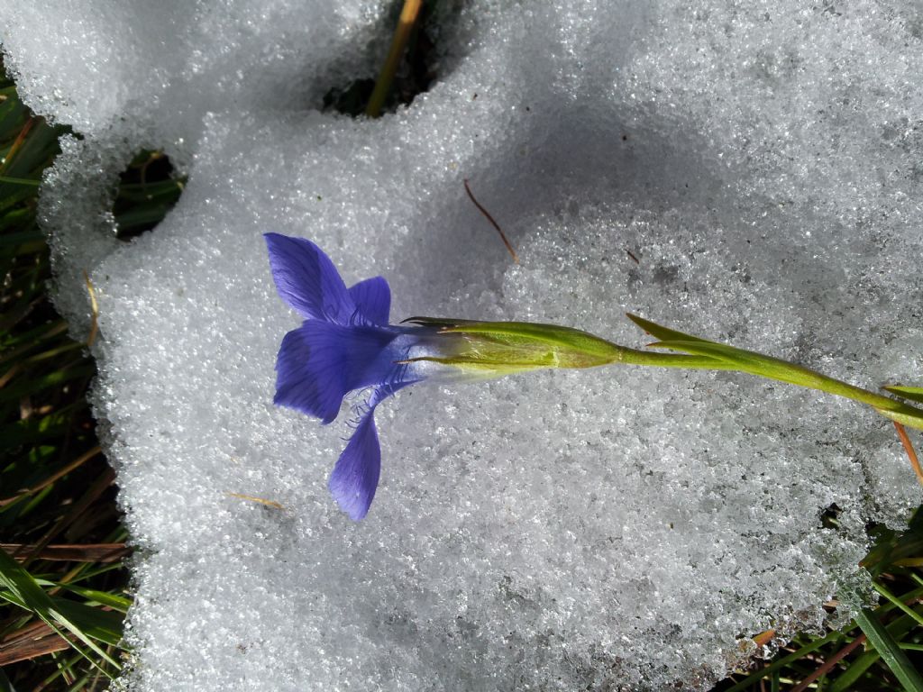 Gentianopsis ciliata