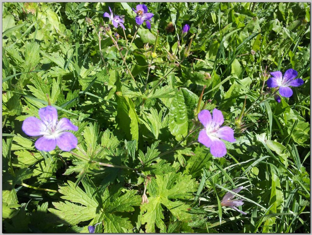 Geranium sylvaticum / Geranio silvano