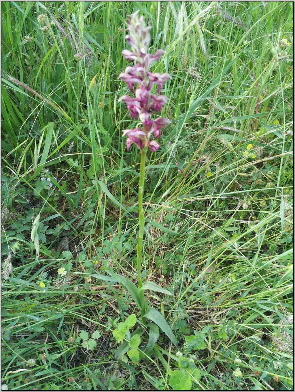 aiuto identificazione: Anacamptis coriophora subsp. fragrans