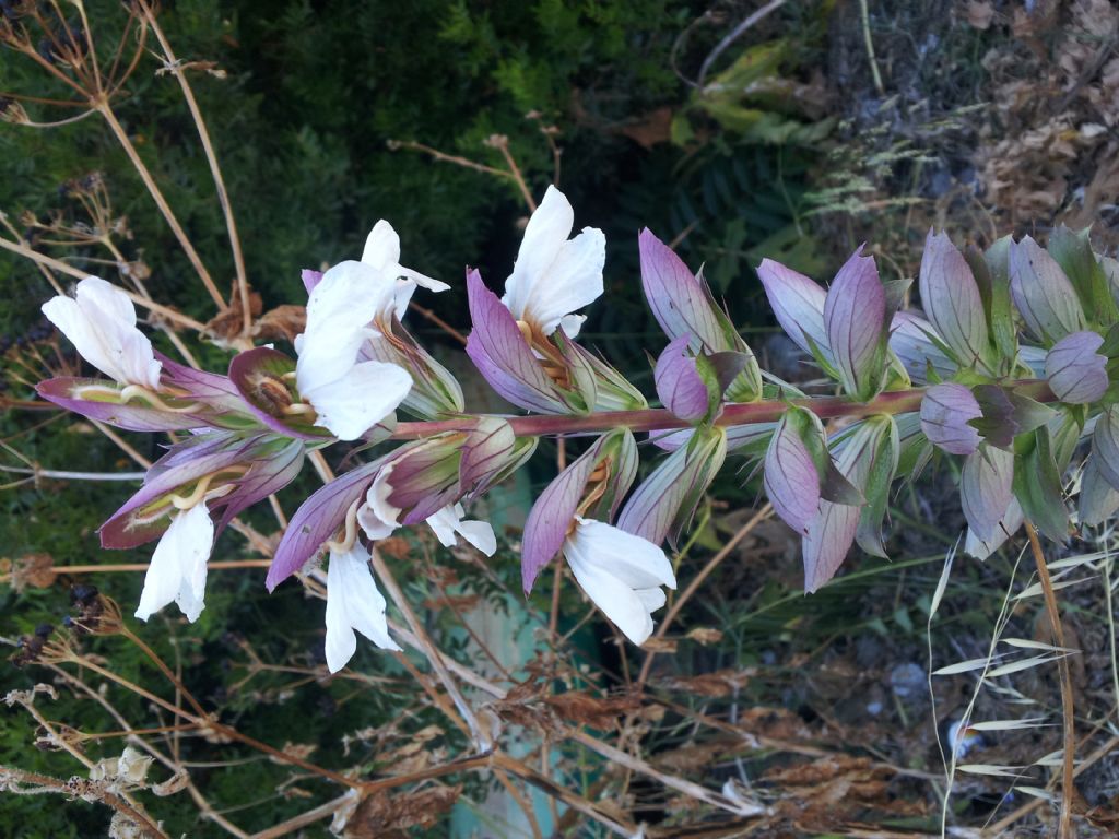 Acanthus mollis