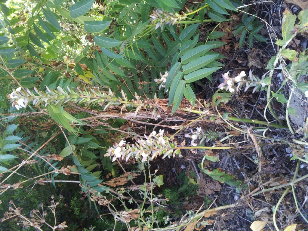 Acanthus mollis