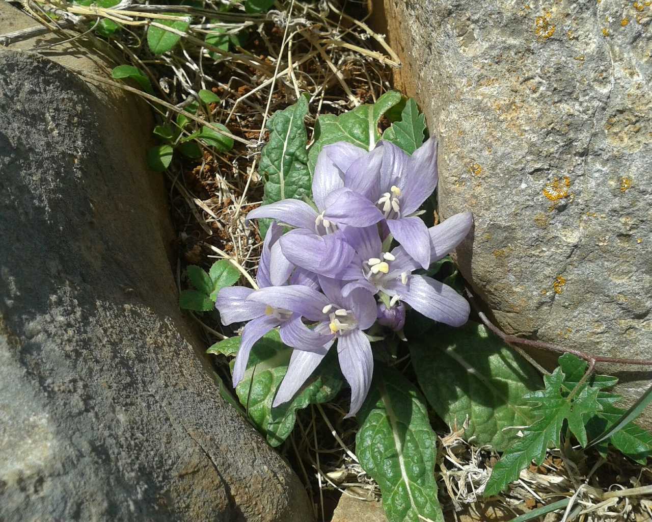 Mandragora autumnalis