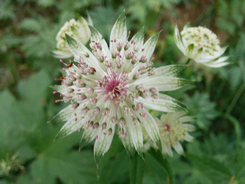 Astrantia major