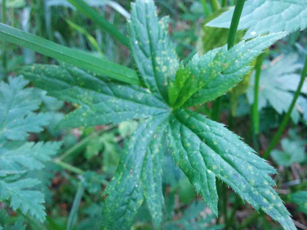 Astrantia major