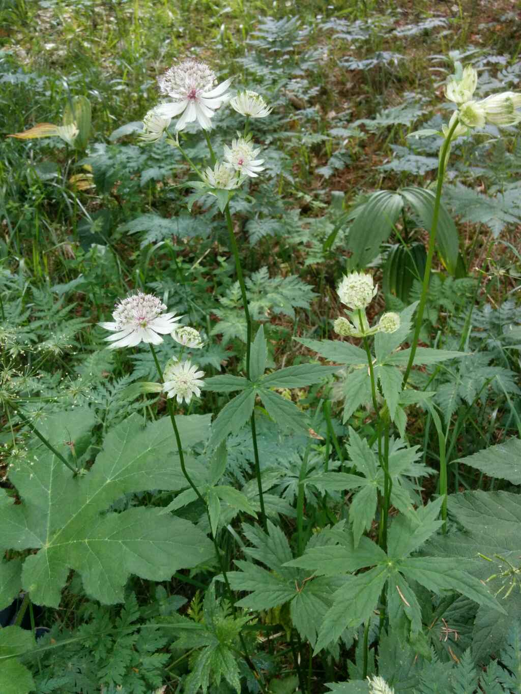 Astrantia major