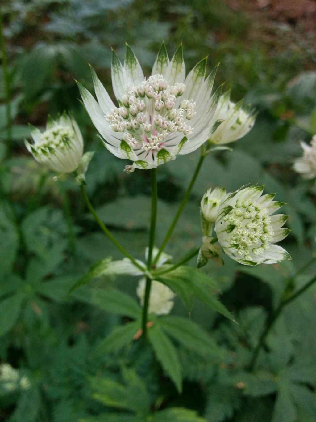 Astrantia major