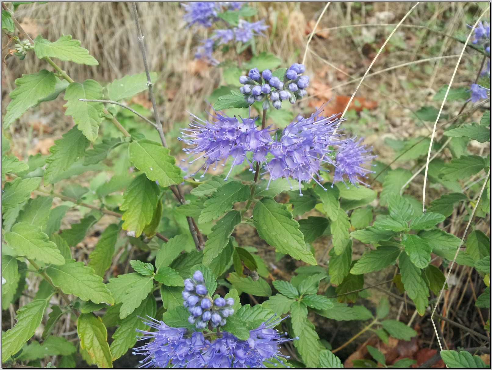 Caryopteris incana