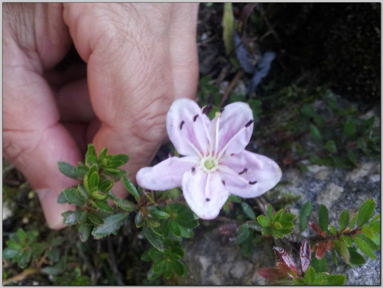 Rhodothamnus chamaecistus