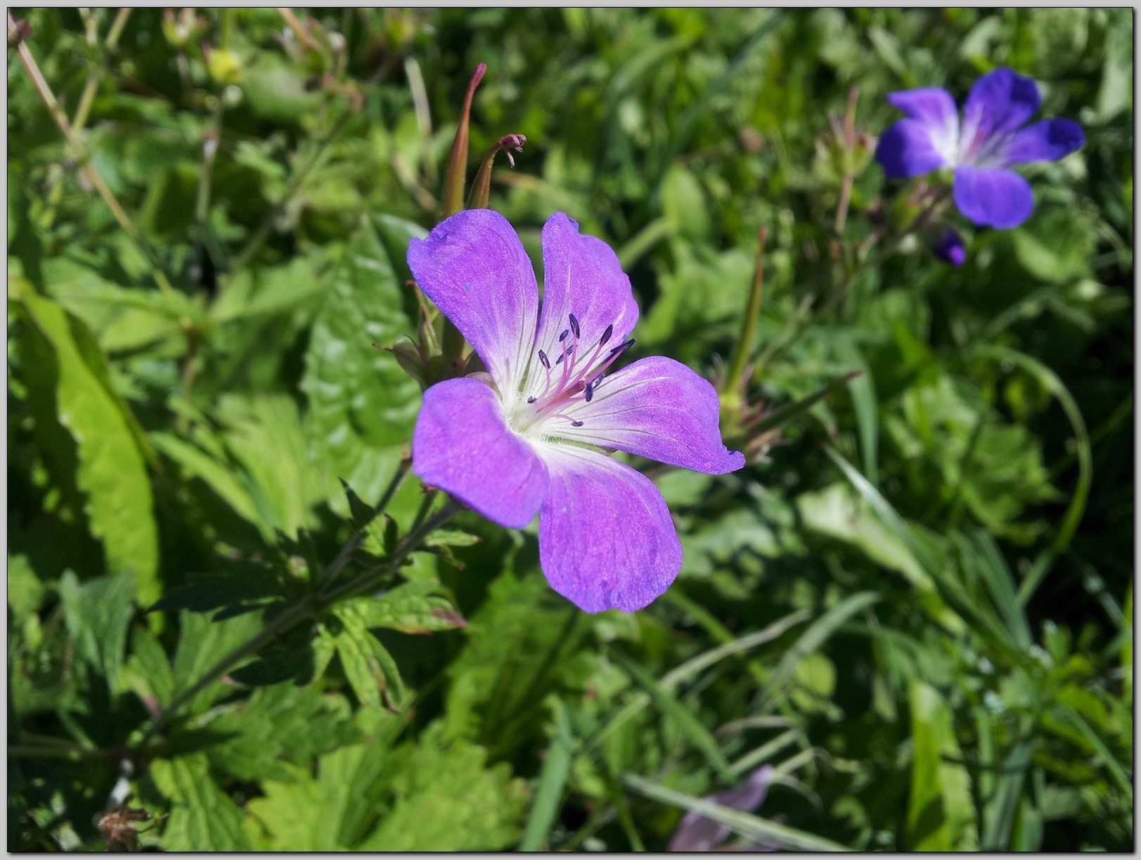 Geranium sylvaticum / Geranio silvano