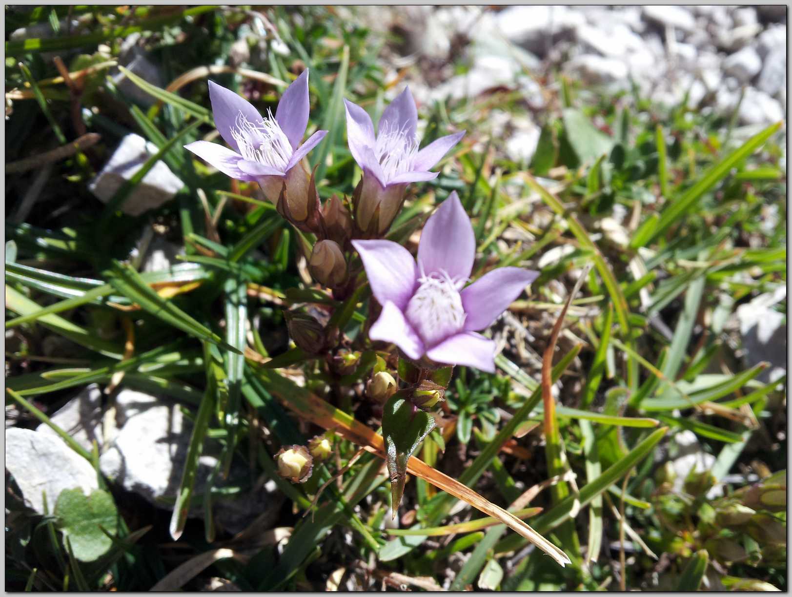 Aiuto identificazione - Gentianella sp.