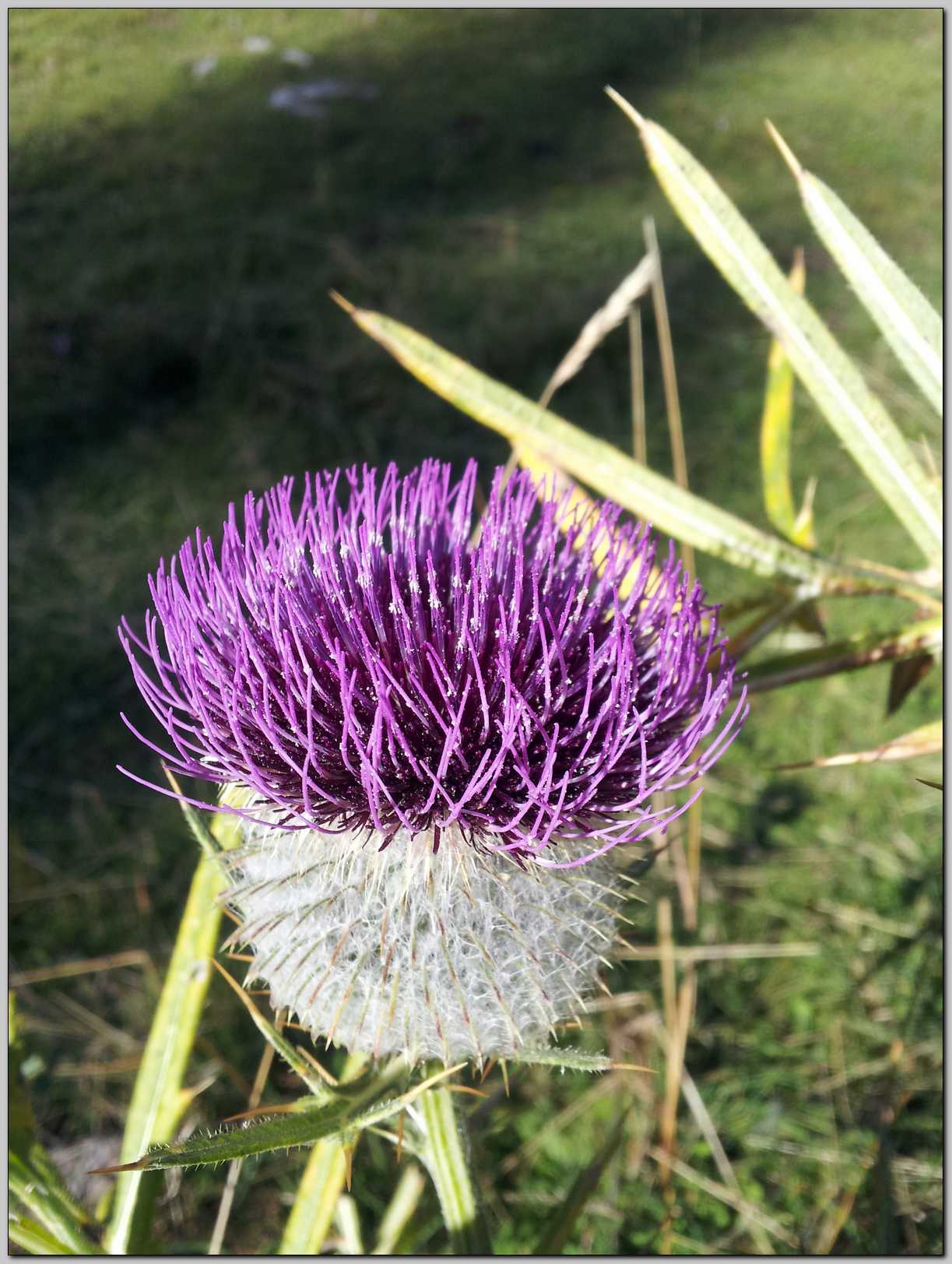 Cirsium eriophorum