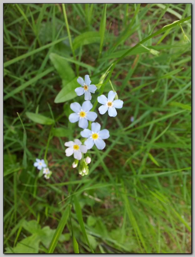 Aiuto identificazione - Myosotis sp.