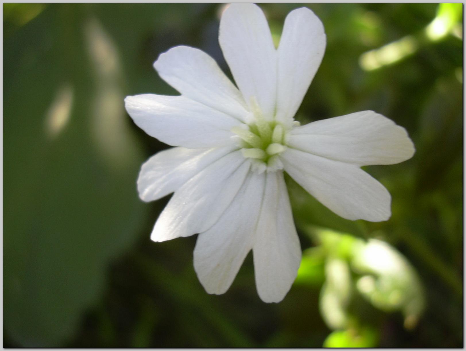 Silene alba