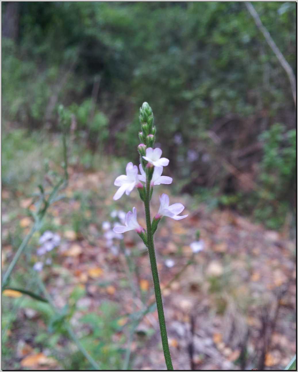 Verbena officinalis