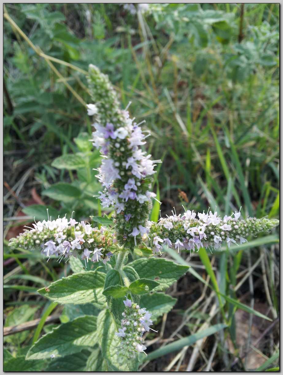 Mentha sp.