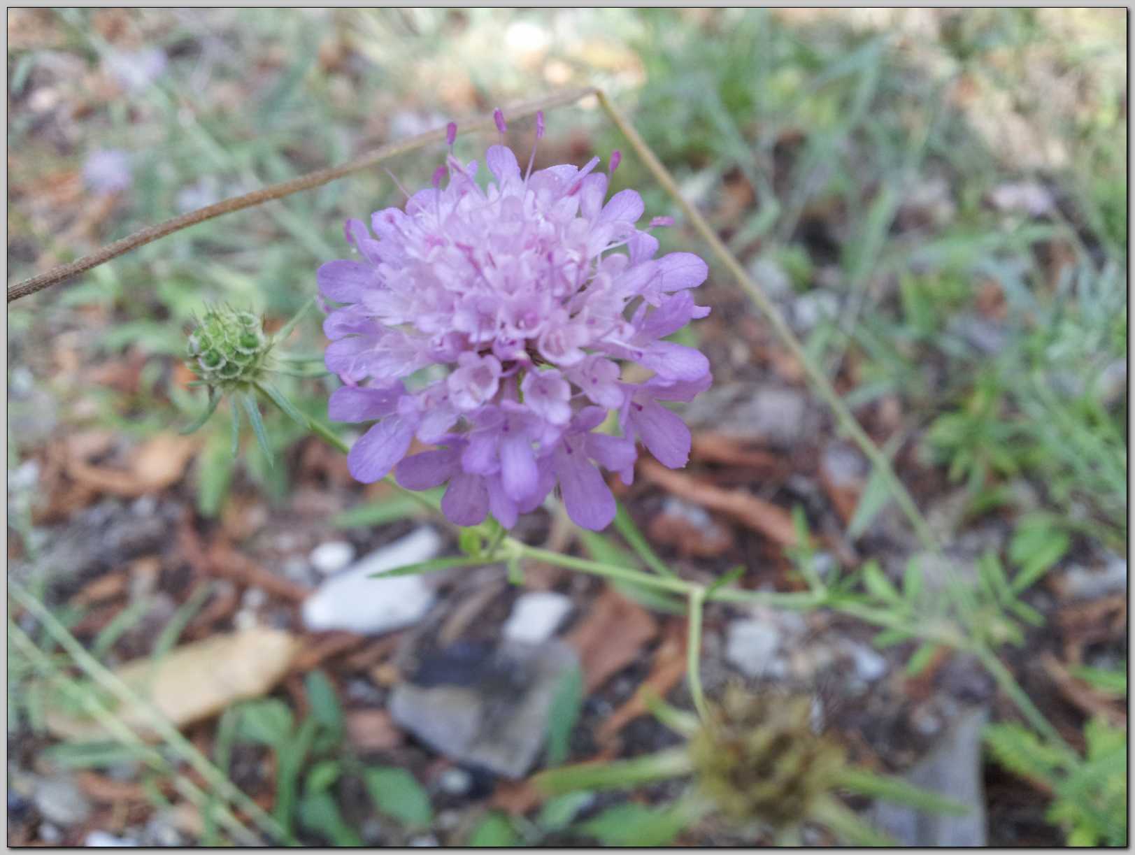 Aiuto identificazione - Scabiosa sp.