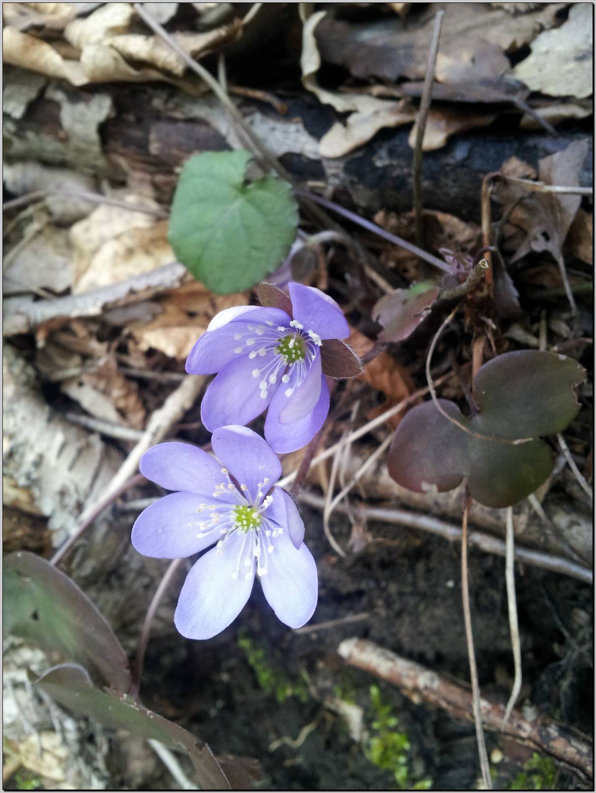 Hepatica nobilis