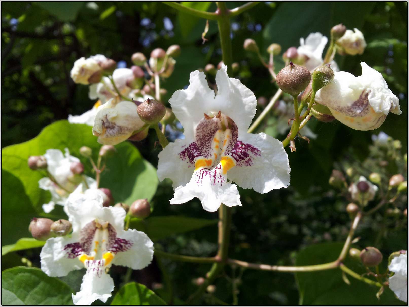 Sasso Marconi  (BO) :  Catalpa sp.