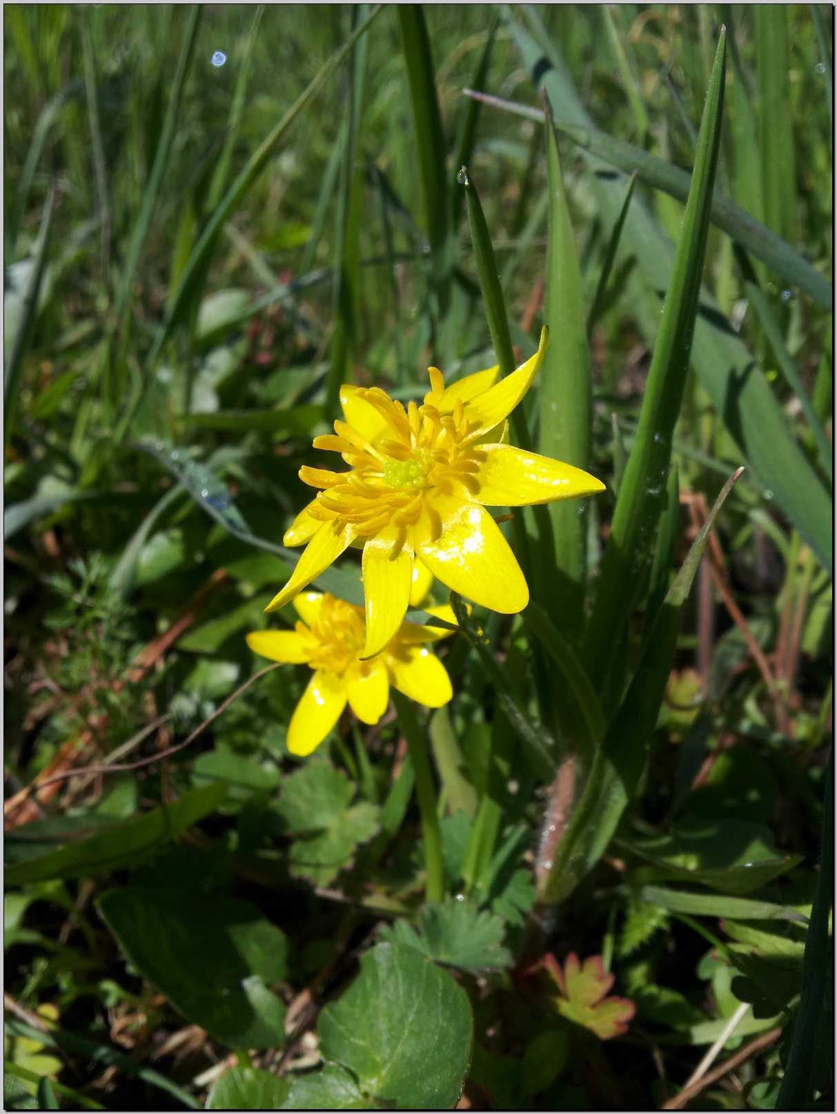 Ranunculus ficaria