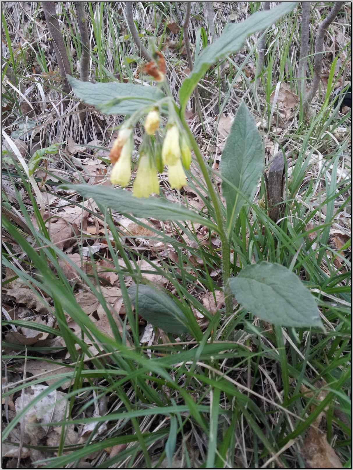 Symphytum tuberosum