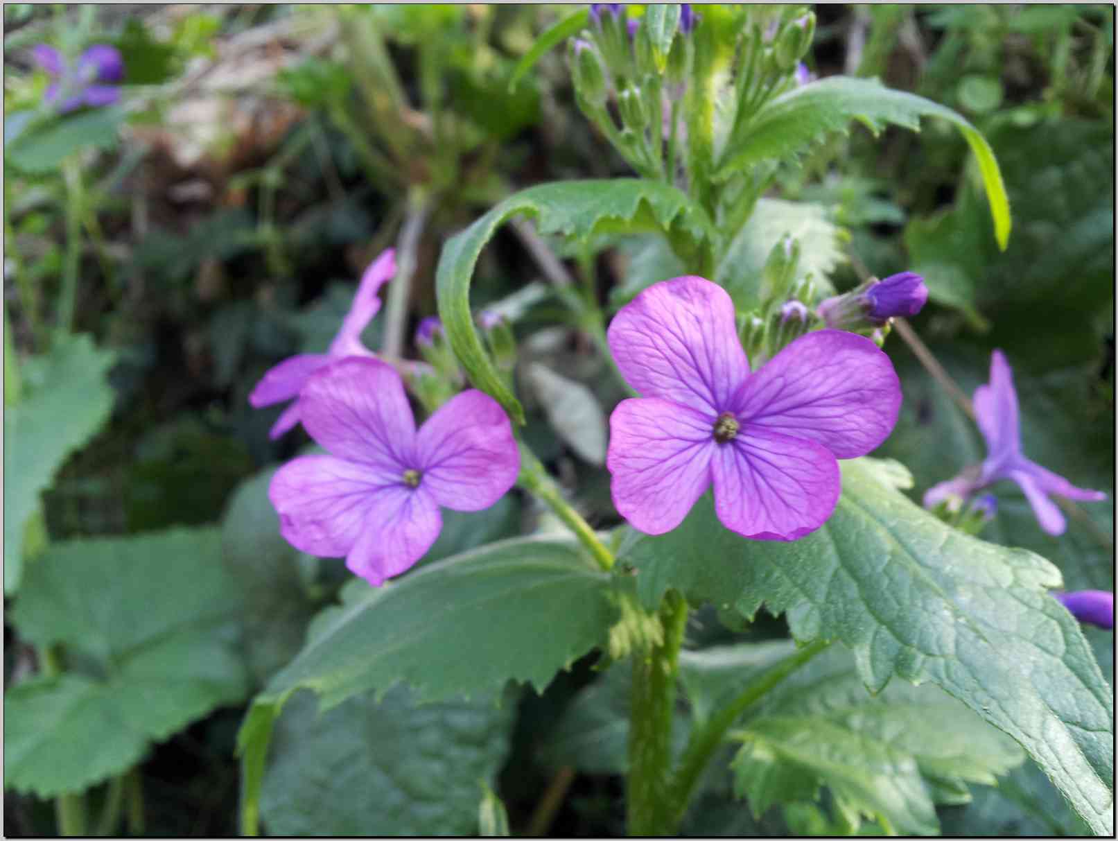 Lunaria annua