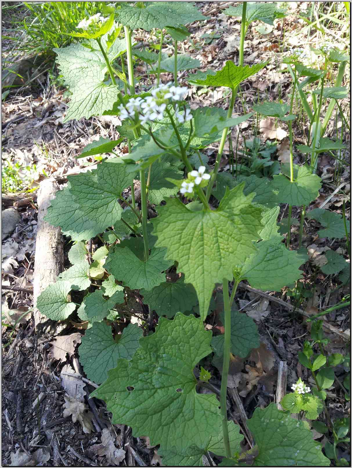 Alliaria petiolata