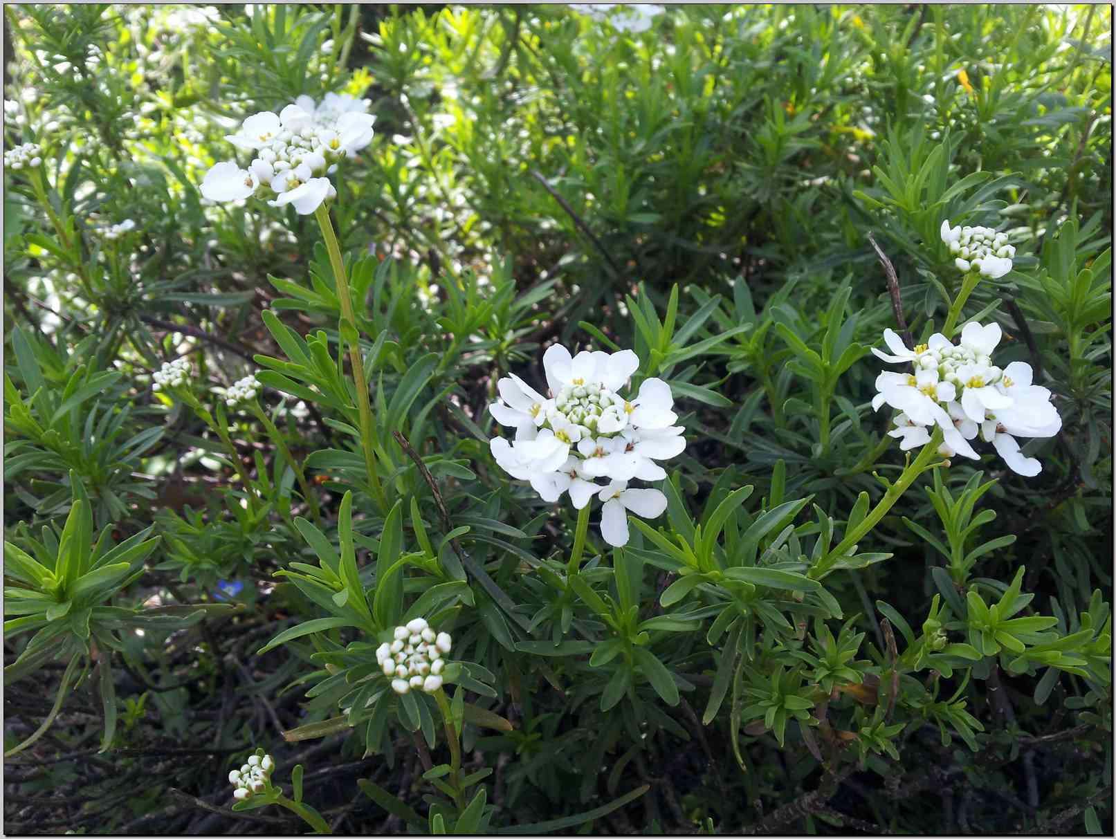 Iberis sempervirens