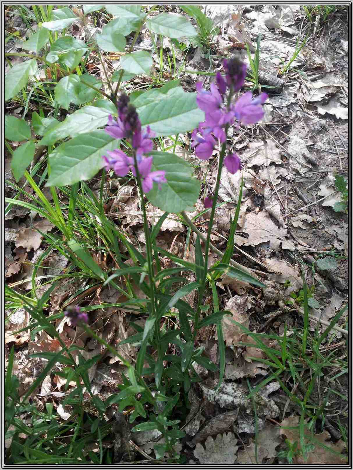 da determinare - Polygala sp.